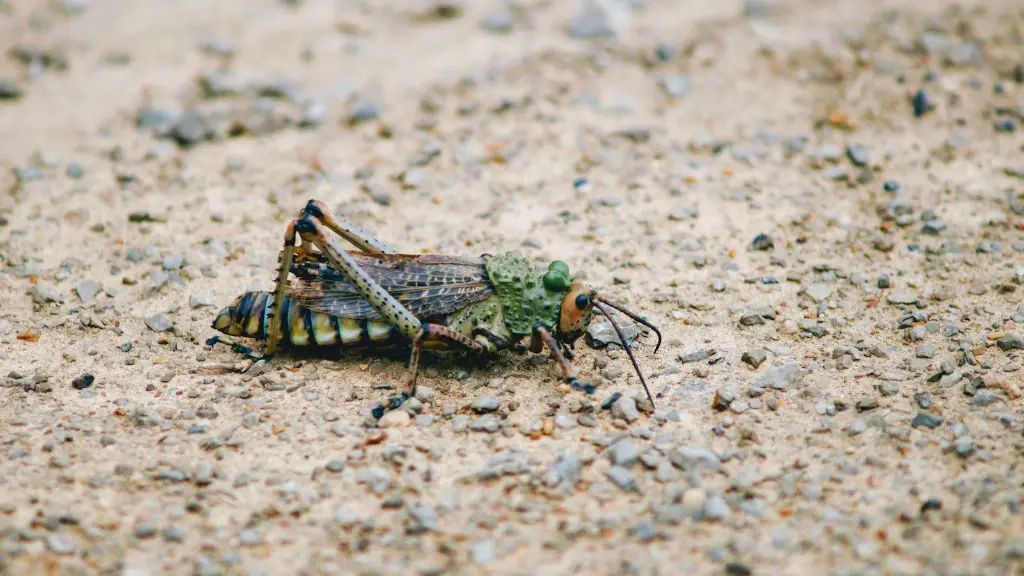 How to get rid of grasshoppers in a garden?