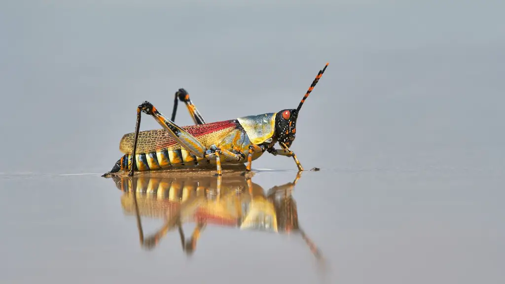What eats grasshoppers in australia?