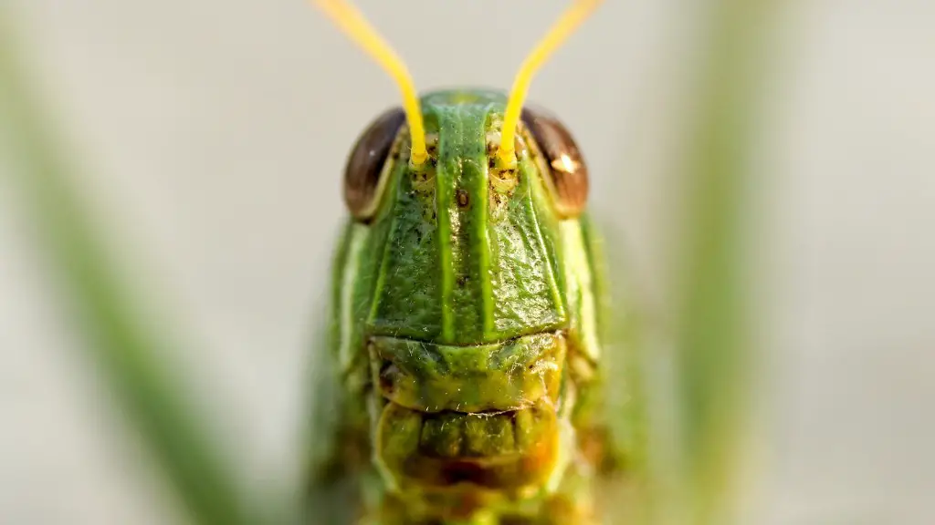 Do bright green grasshoppers bite?