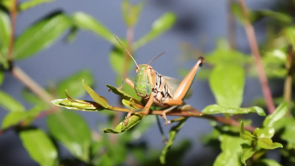 Do Ant Baits Work On Carpenter Ants