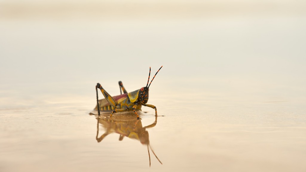 What has happened to all the grasshoppers?