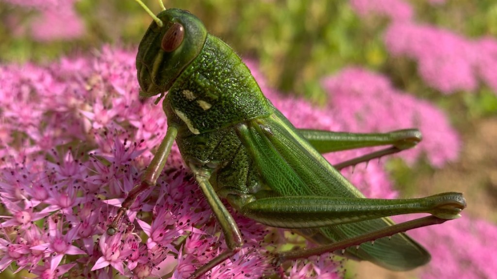 What country eats grasshoppers?