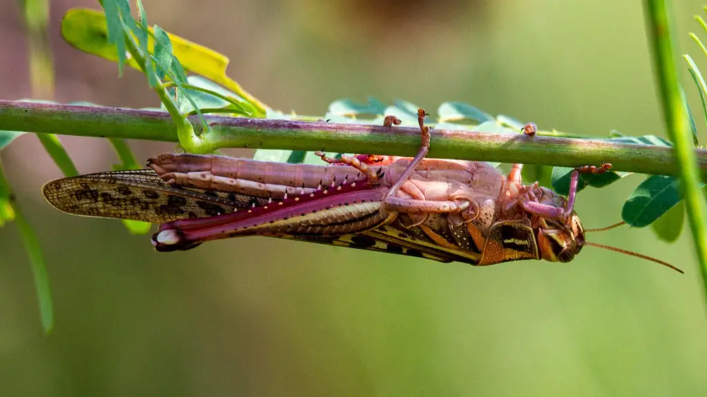 Are red grasshoppers poisonous?