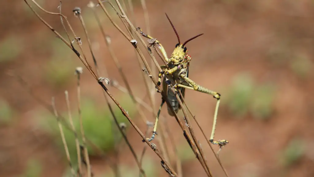 Where does grasshoppers live?