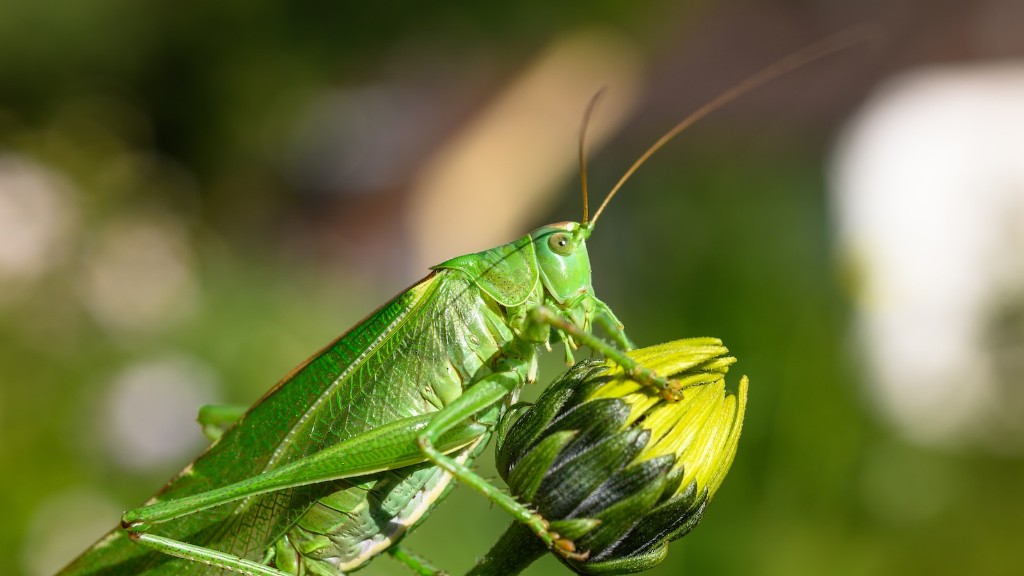 Do grasshoppers eat army worms?