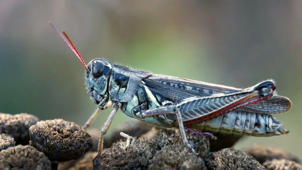 What to use to kill grasshoppers on plants?
