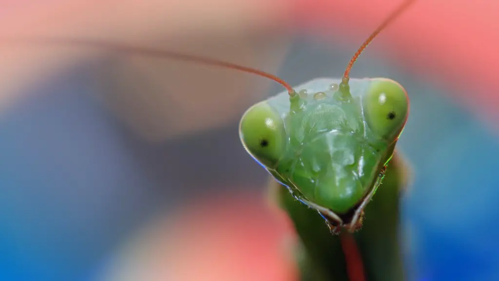 How To Get Rid Of Ants In Cat Food