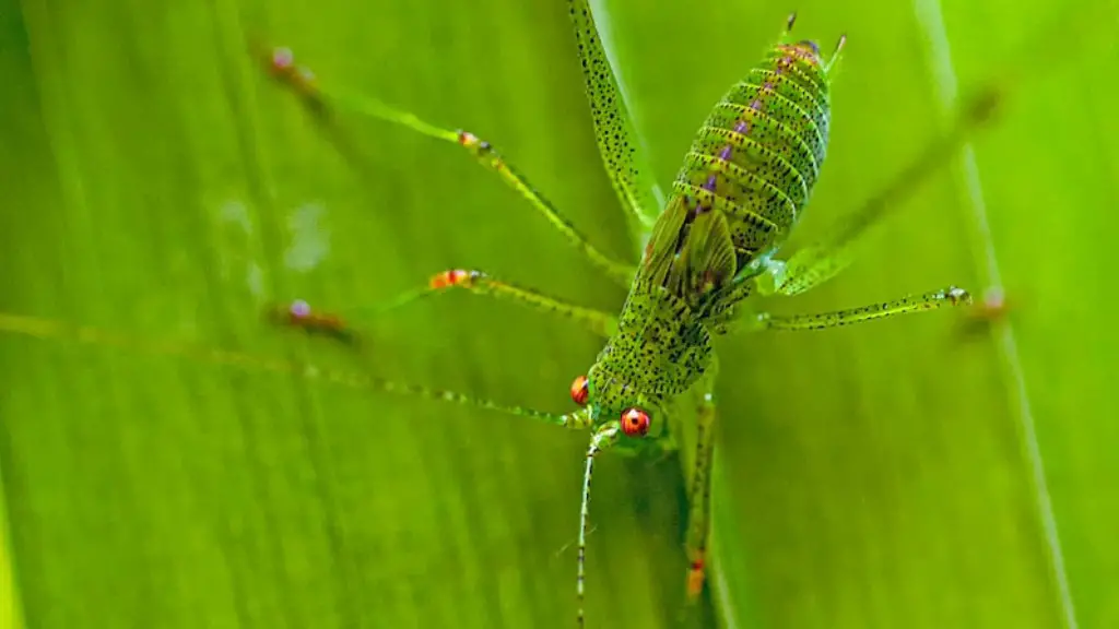 How to get rid of big black ants?