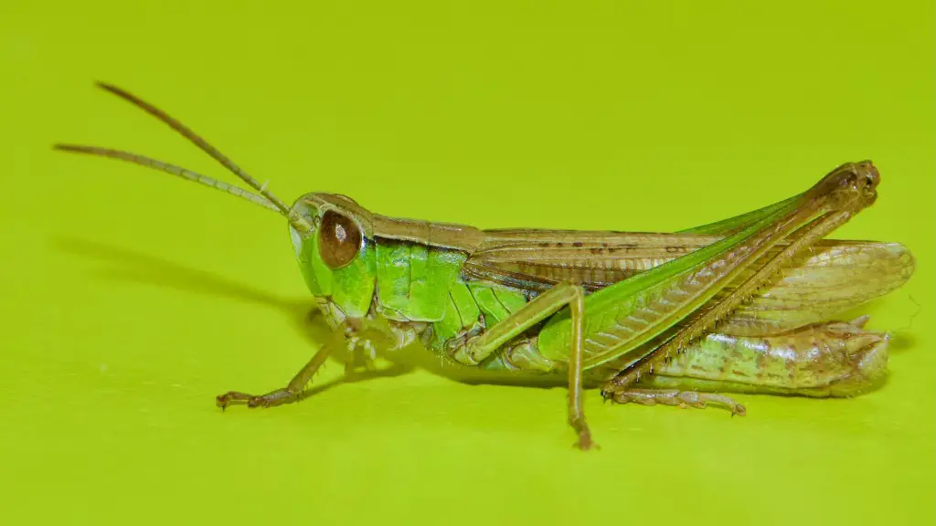 Which is the best way to classify grasshoppers?