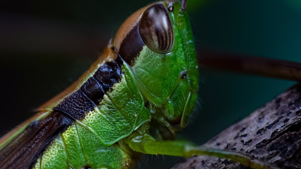 Where do flies come from in the winter?