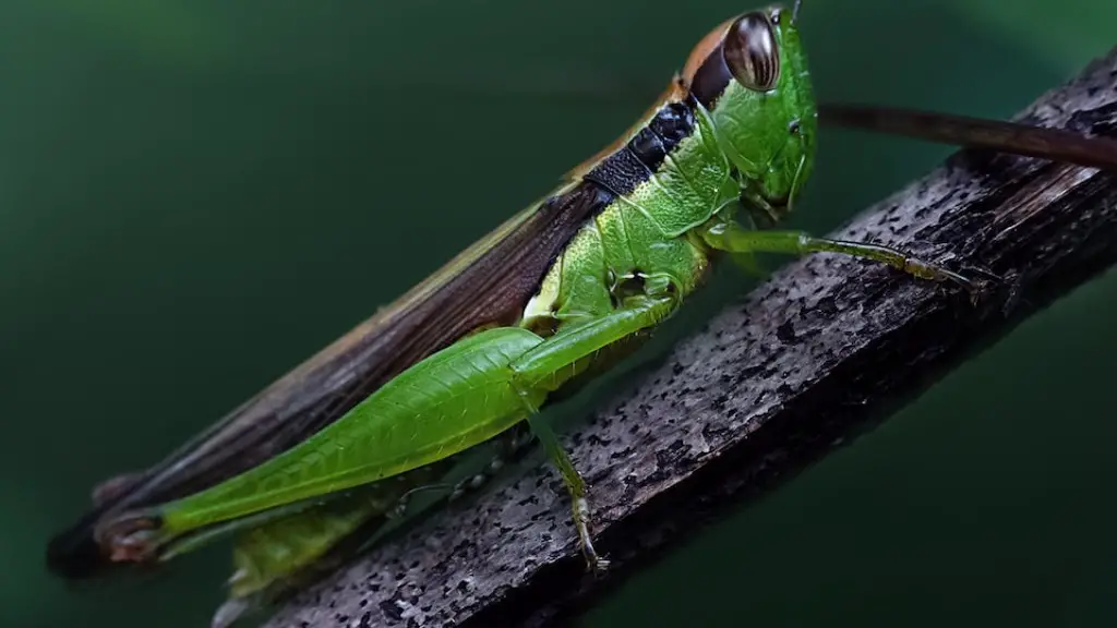 Do black widows eat grasshoppers?
