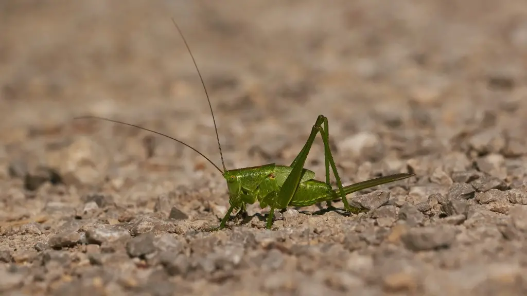 What plants keep grasshoppers away?