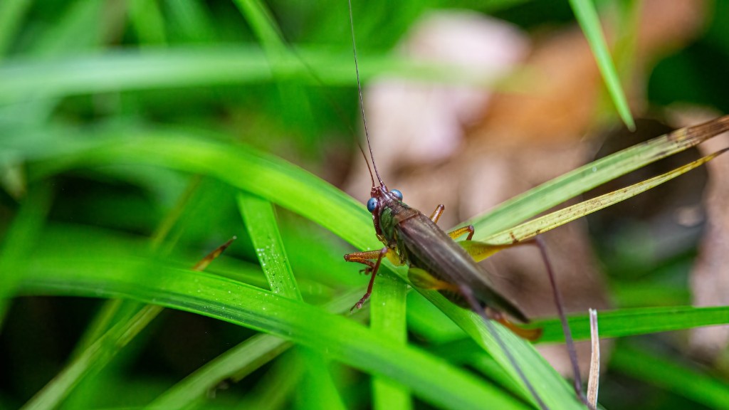 How To Kill Ants Instantly