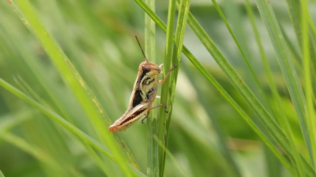 Can grasshoppers be brown?