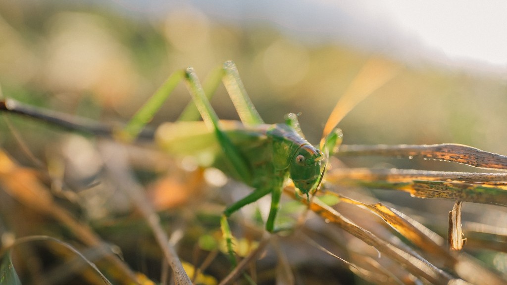 Do giant grasshoppers bite?