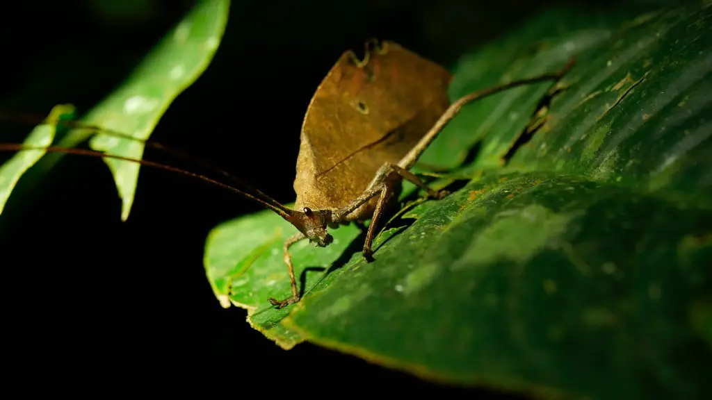 What do leaf grasshoppers eat?