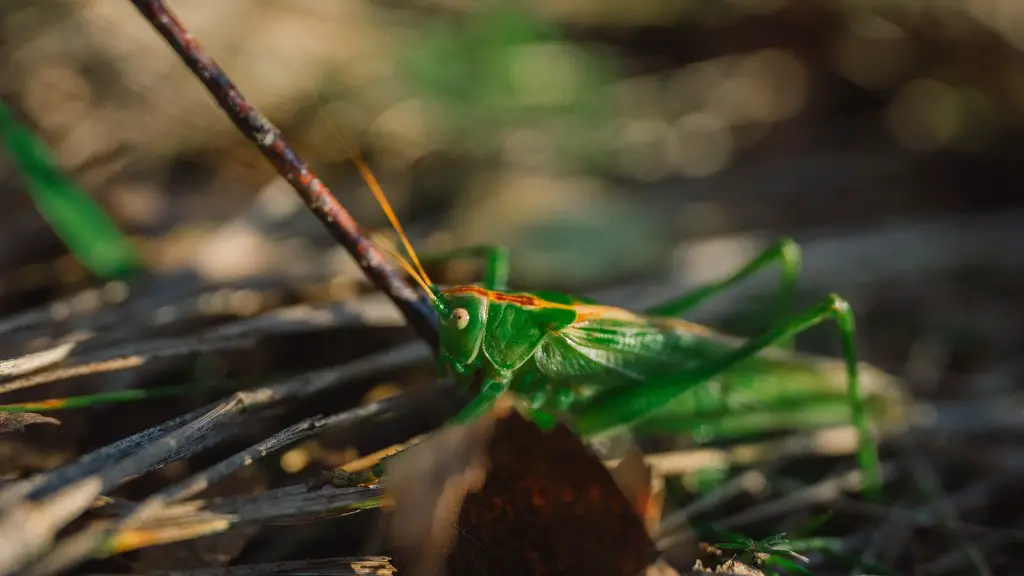 Are red grasshoppers poisonous?
