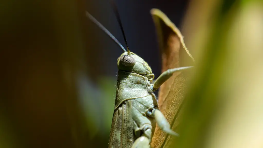 ¿Cuántos cromosomas tienen los saltamontes?