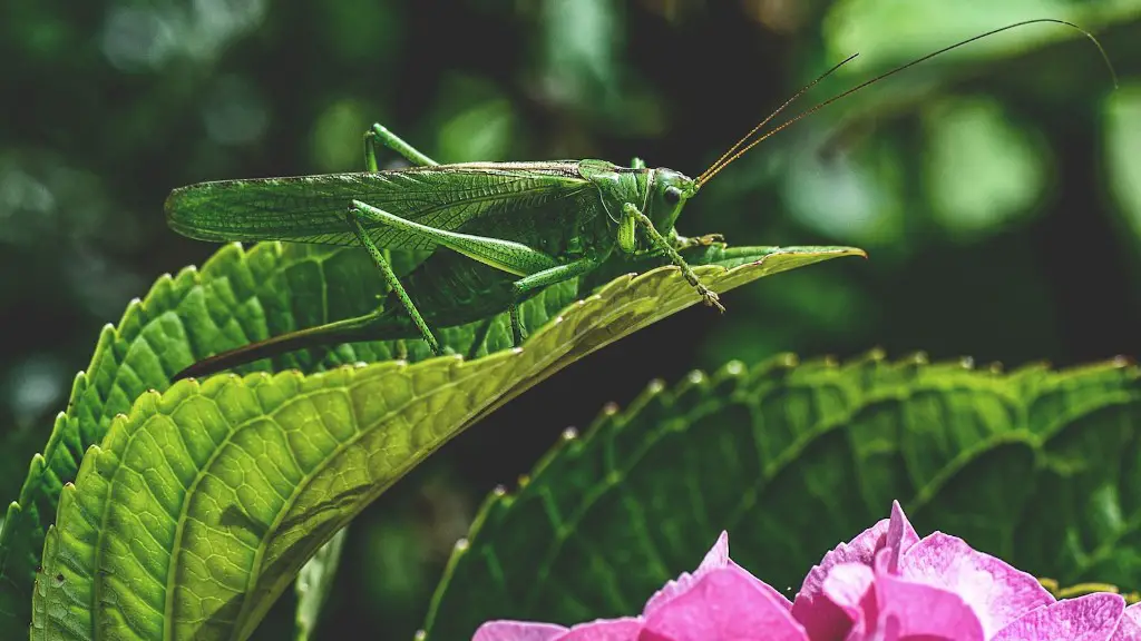 What do grasshoppers eat in the rainforest?