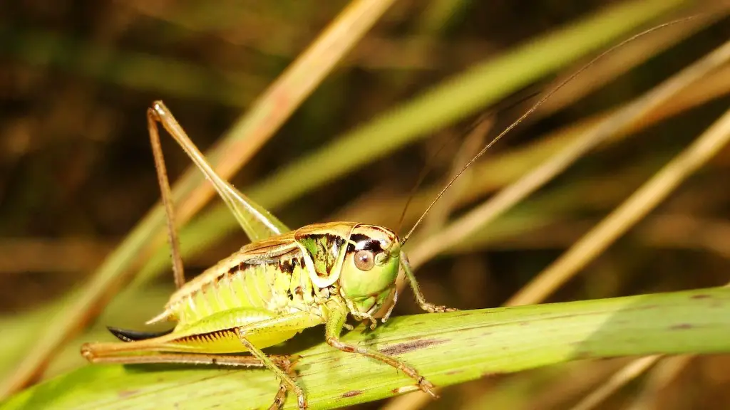 What happened to all the grasshoppers?
