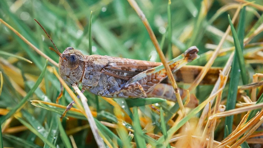 what-do-grasshoppers-eat-uk-aboutbugz