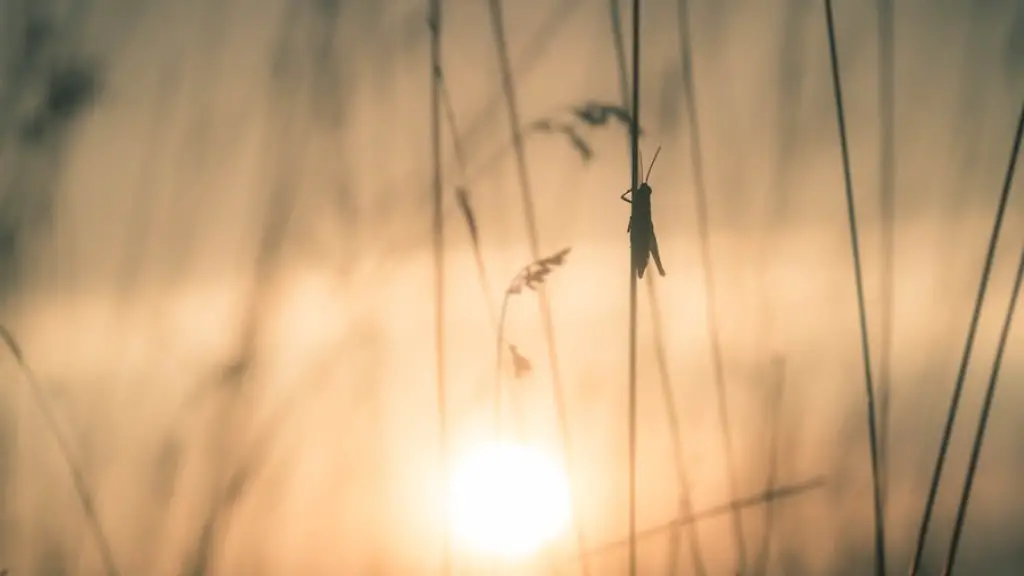 What are grasshoppers predators?