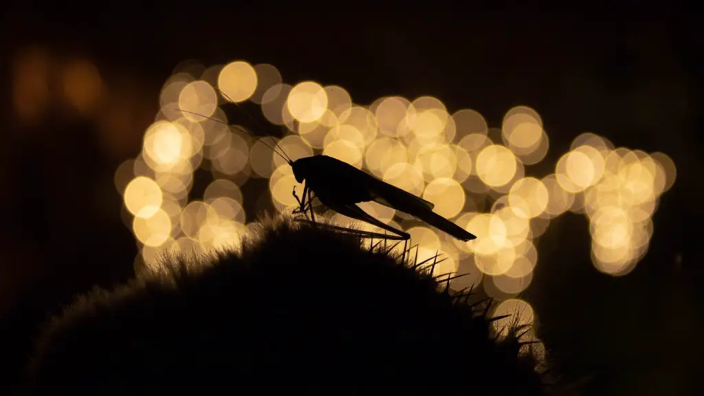 How to keep grasshoppers from eating garden?