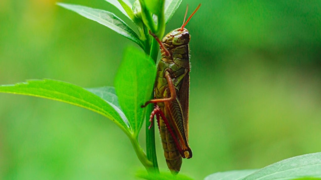 Do grasshoppers change colors?
