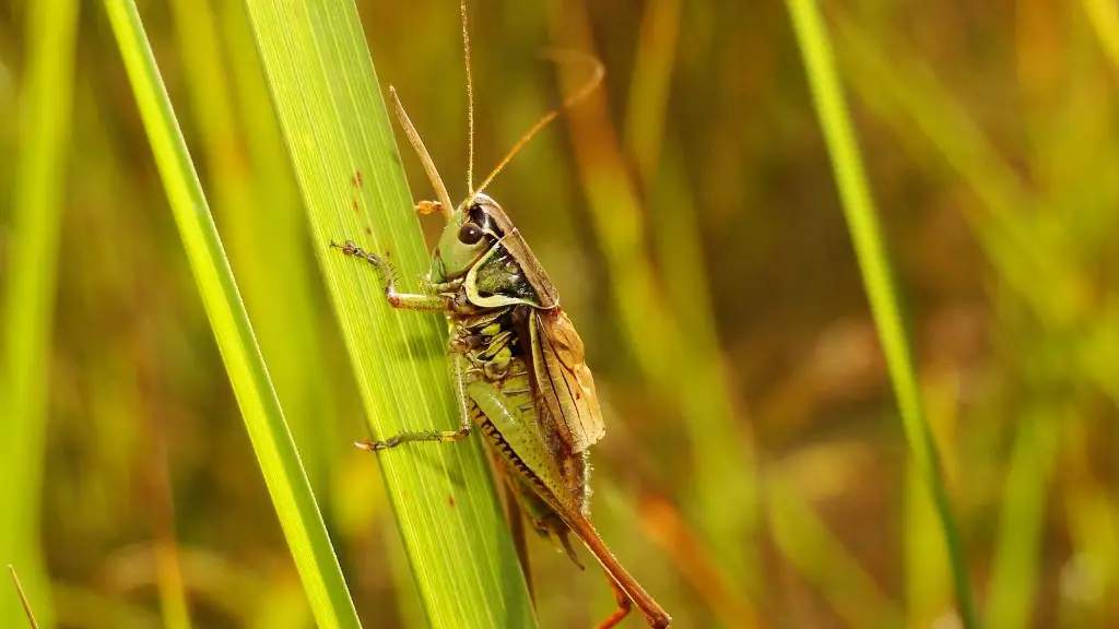 How to get rid of grasshoppers on roses?