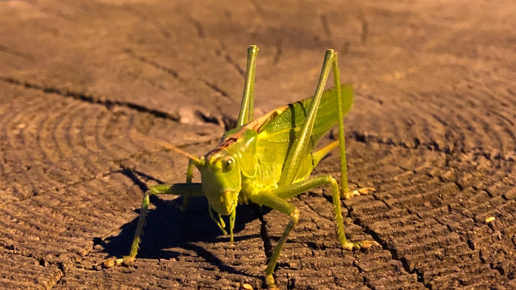 How To Get Rid Of Flying Ants In Your Home