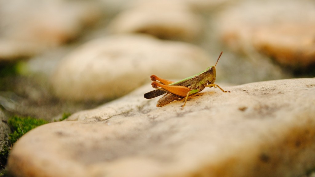 Why do we have so many grasshoppers?