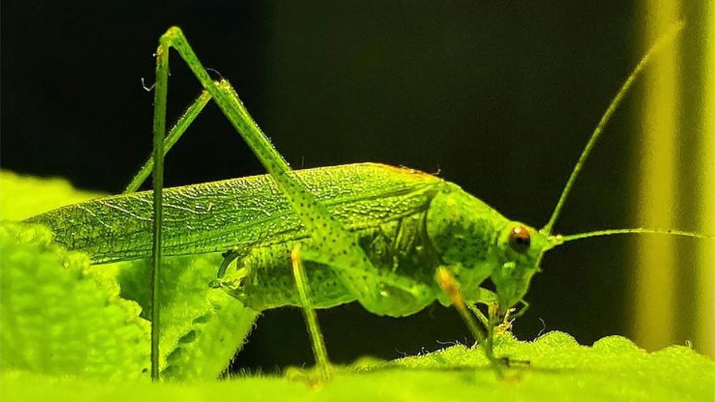 Do grasshoppers eat window screens?
