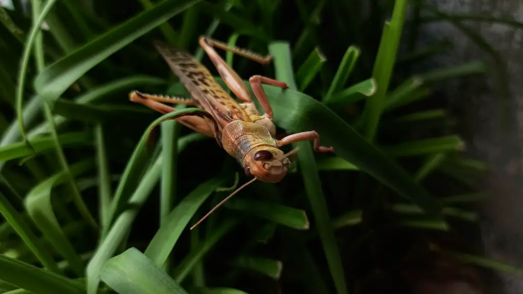 What will kill grasshoppers in my garden?