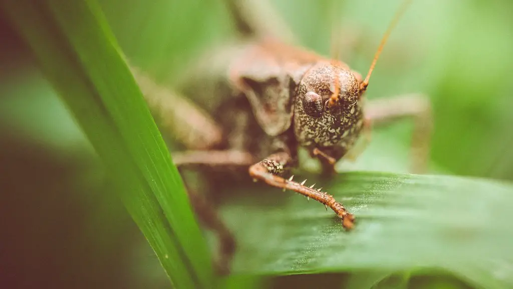 Are grasshoppers ok for dogs to eat?