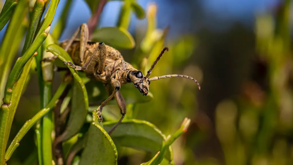 Where do grasshoppers lay eggs?