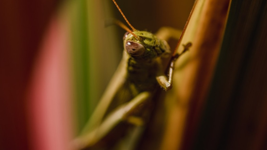 Do grasshoppers sweat case study answers pdf?