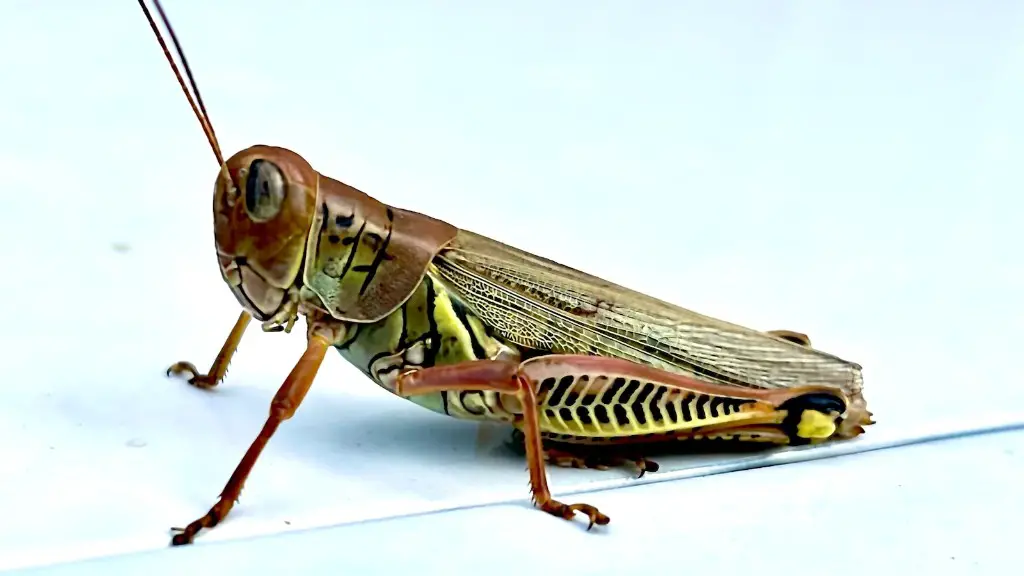 How to kill grasshoppers in my yard?