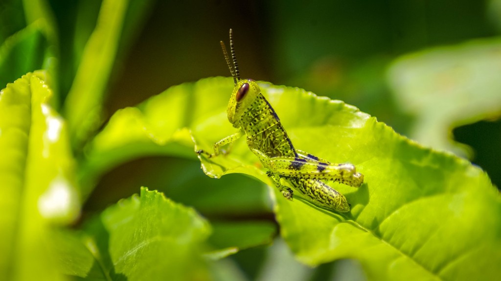 Do cats eat grasshoppers?