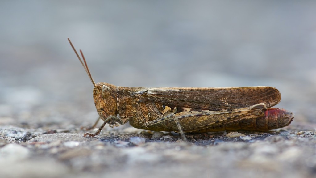 Do grasshoppers leave droppings?