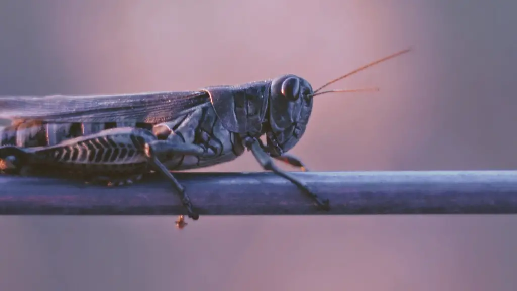 What do flies mean spiritually?