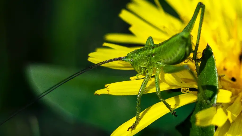 What happened to all the grasshoppers?